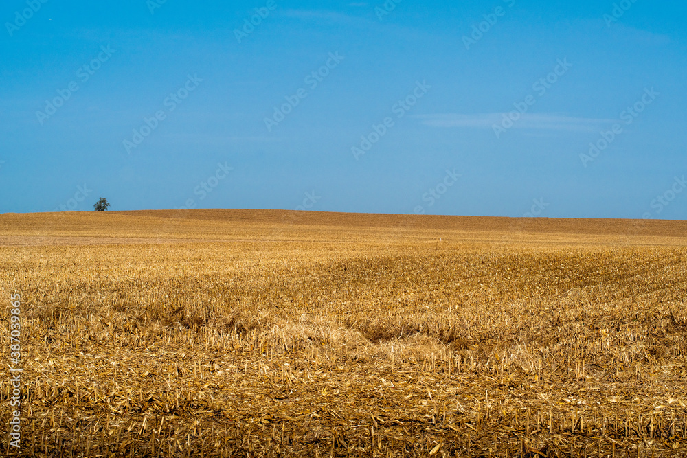 Single tree stands on top of a hill behind rolling amber corn field that has already been harvested in the fall with blue sky in background Single tree stands on top of a hill behind rolling amber corn field that has already been harvested in the fall with blue sky in background