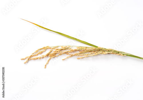 Ears of rice on a white background