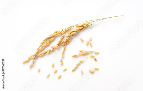 Fotografía Ears of rice on a white background