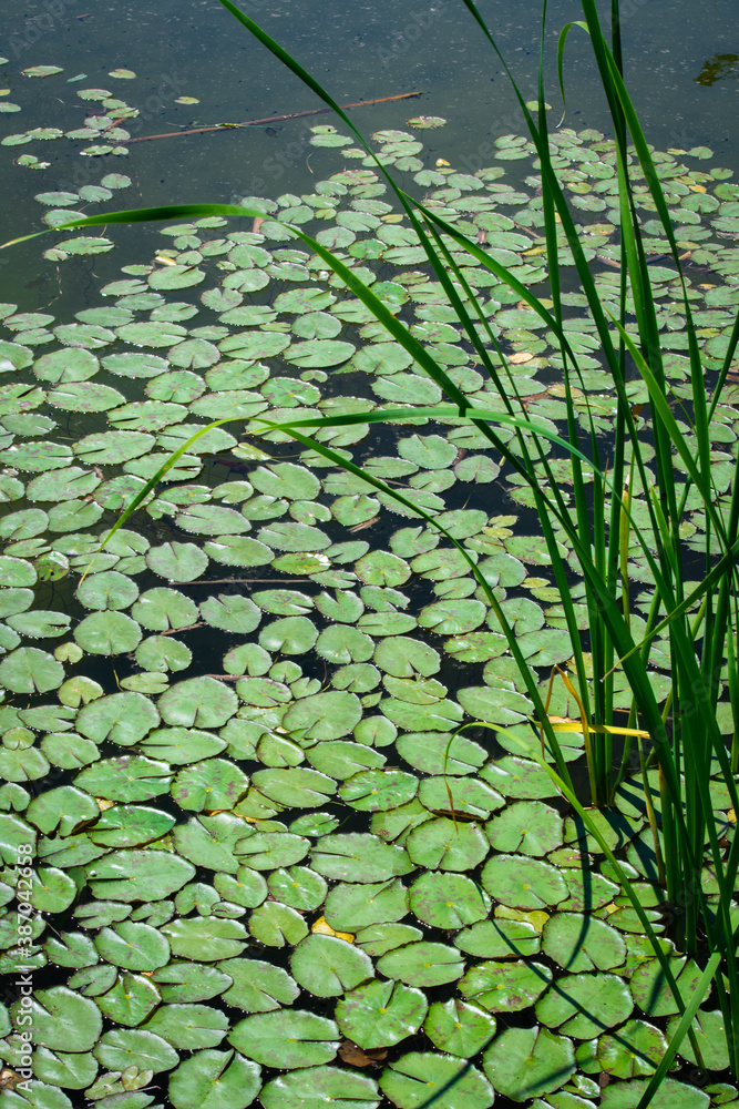 Lily pads Lily pads