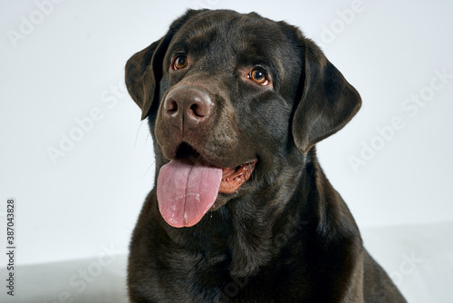 Purebred dog with black hair on a light background portrait, close-up, cropped view © SHOTPRIME STUDIO