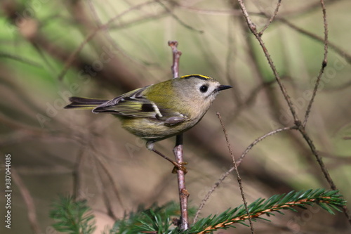 little colorful bird, Regulus regulus, Goldcrests, Kinglets photo