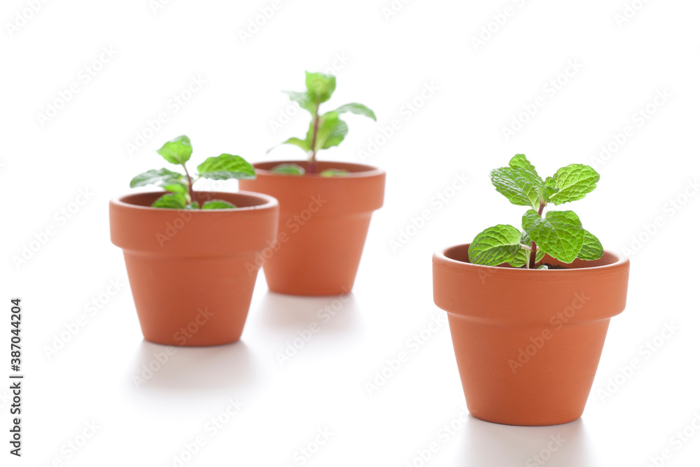 鉢植え新芽 鉢植え新芽