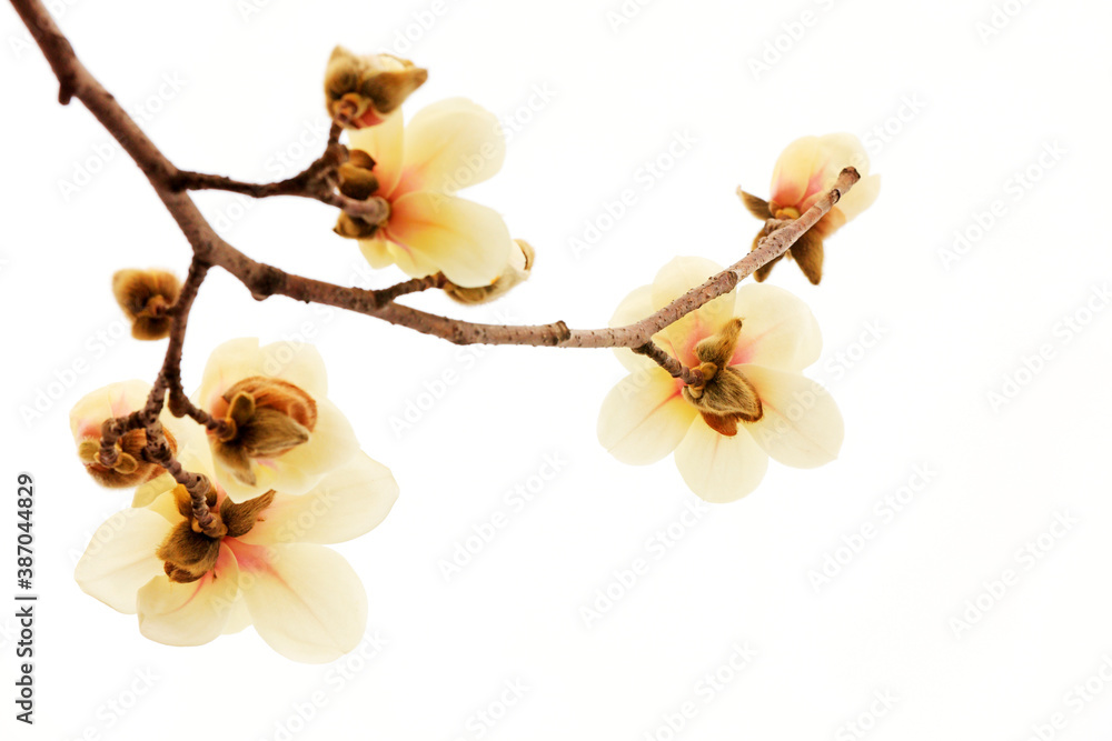Magnolia flower in a white background Magnolia flower in a white background