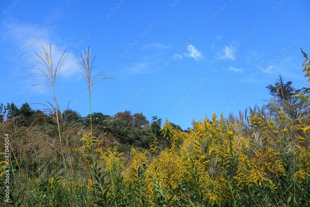 日本の初秋の風景