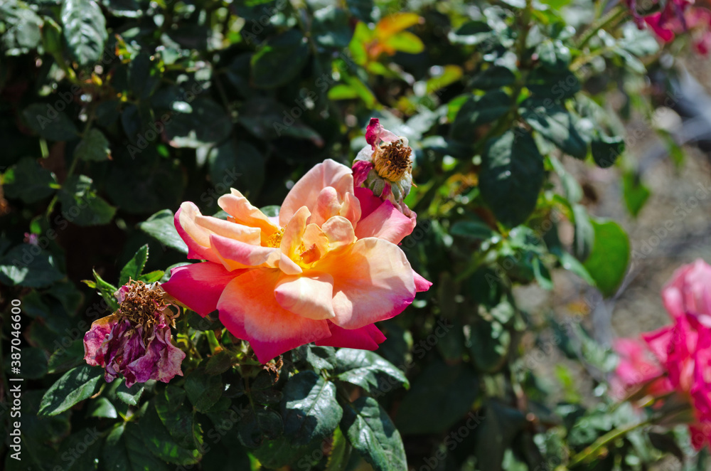 Coral and Yellow Roses