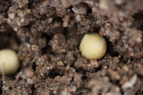 Soybean seeds sown in the soil in spring