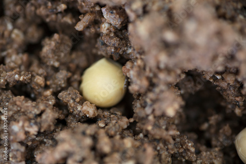 Soybean seeds sown in the soil in spring