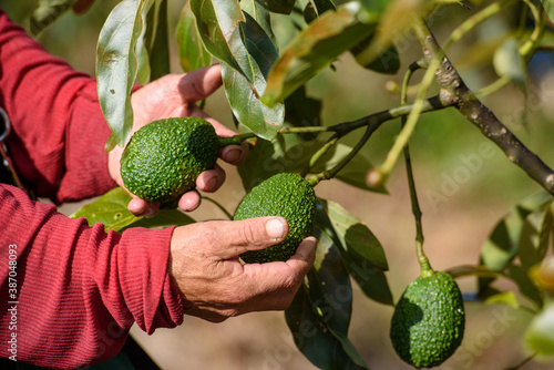 person picking up an avocado has
