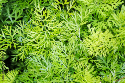 A background of green carrot top leaves
