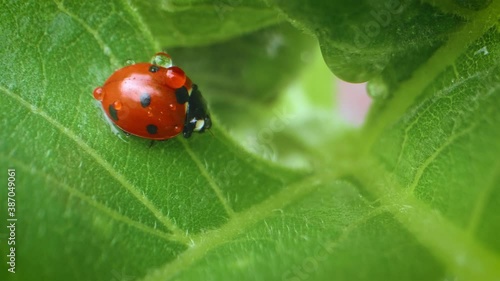 Red ladybug sitting on leaf against nature background. photo