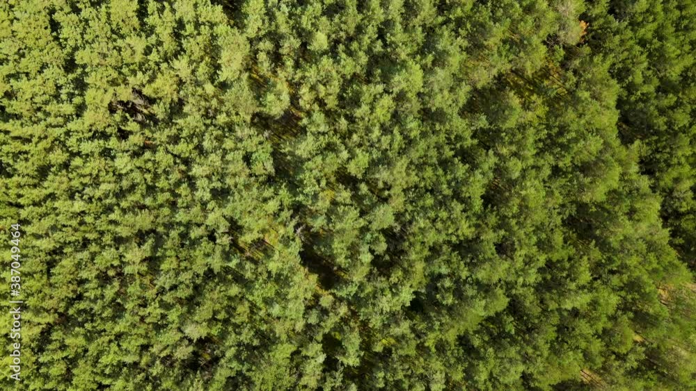 Template - Early autumn in forest aerial top view - flying over the seamless evergreen forest treetop, deciduous tree crowns Template - Early autumn in forest aerial top view - flying over the seamless evergreen forest treetop, deciduous tree crowns