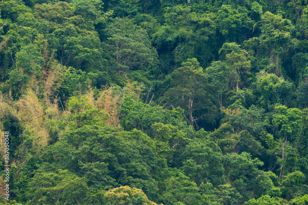 Green forest foliage aerial view woodland tree canopy nature Green forest foliage aerial view woodland tree canopy nature