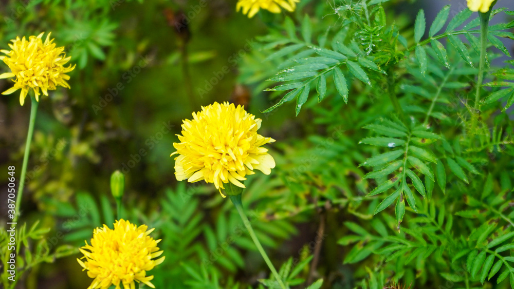 Obraz premium Marigold flowers in a flower garden