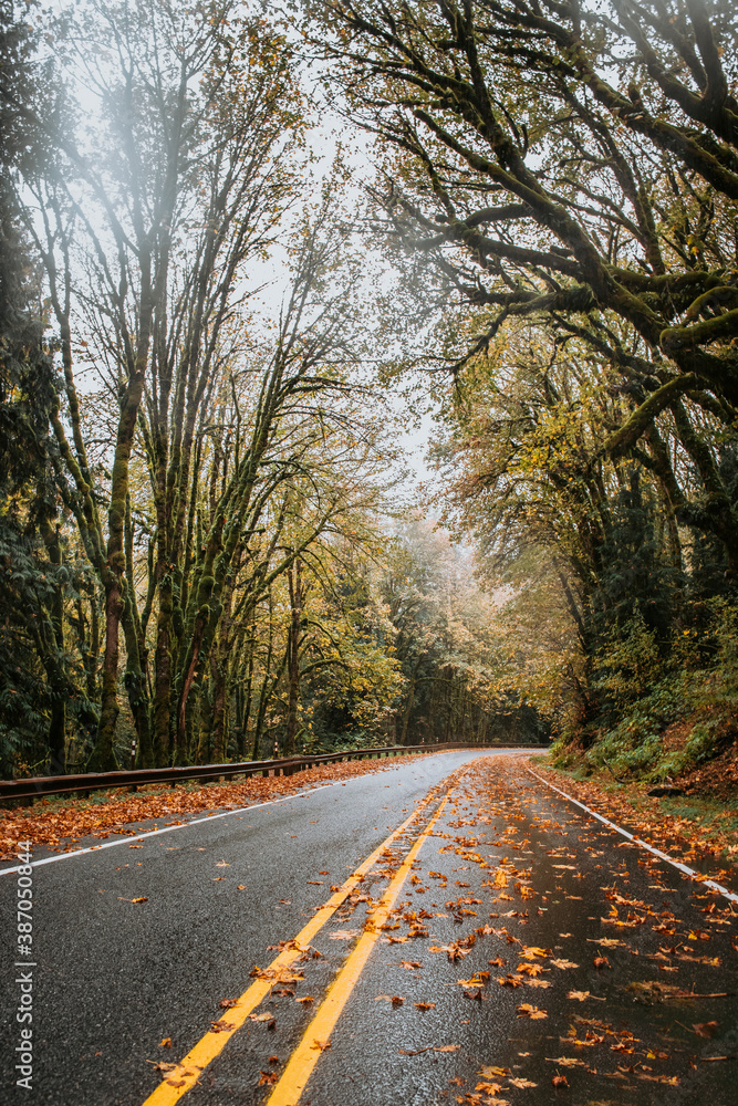 Fototapeta premium road in autumn