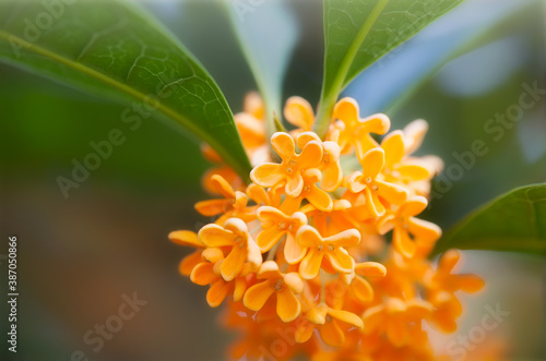 Flowers of osmanthus fragrans blooming in garden photo