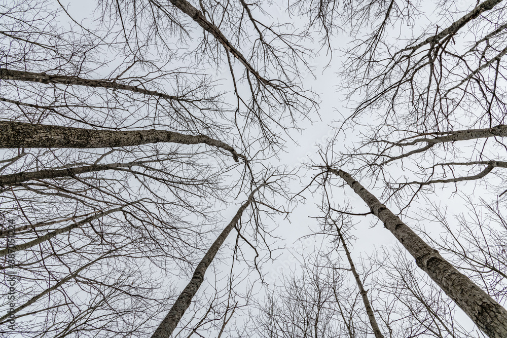 View above the forest floor landscape or portrait View above the forest floor landscape or portrait