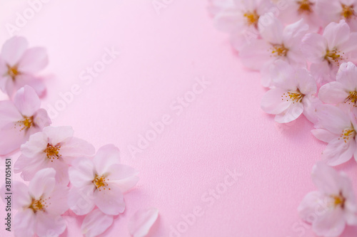 Fototapeta Naklejka Na Ścianę i Meble -  桜の花