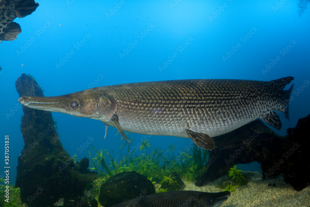 アリゲーターガー Stock Photo Adobe Stock