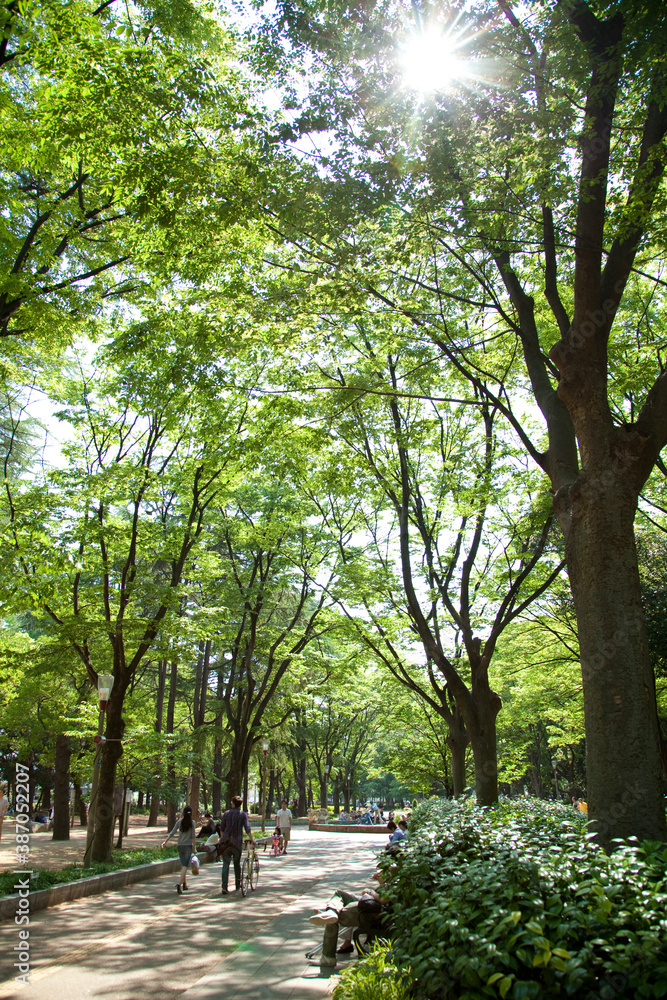新緑の靭公園 新緑の靭公園