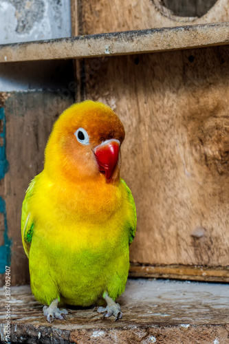 close-up of love birds are colorful and beautiful