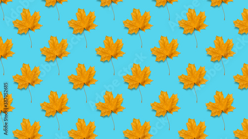 Seamless pattern of maple leaves on a blue background.