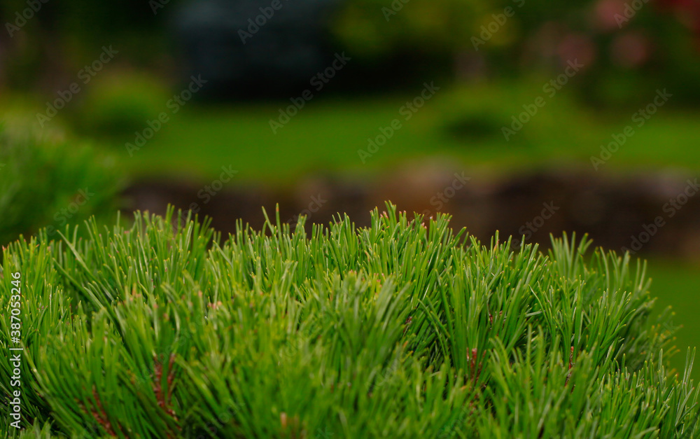 Blur Landscape in the garden. Young pine-tree and garden path. The concept of landscaping design. Soft focus image. Topiary. Blur Landscape in the garden. Young pine-tree and garden path. The concept of landscaping design. Soft focus image. Topiary.