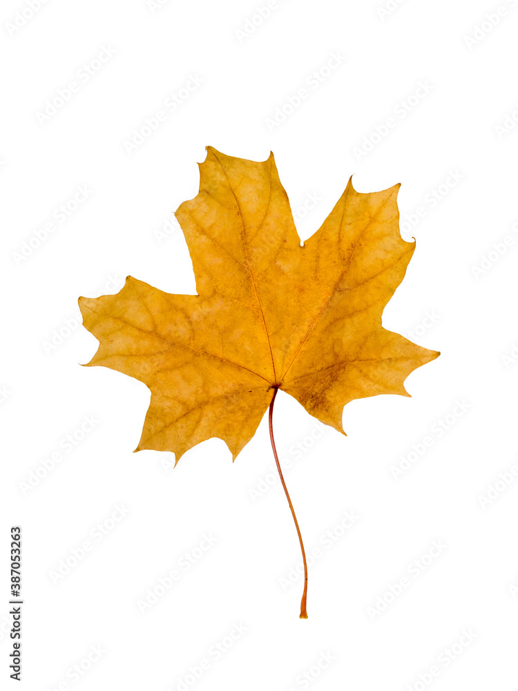 Autumn maple leaf isolated on white background. Autumn maple leaf isolated on white background.