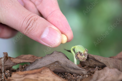 Compare the sprouts with a soybean seed photo