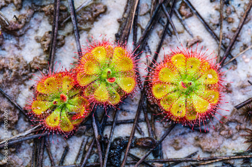 Drosera burmannii very beautiful but eating insects as food. photo