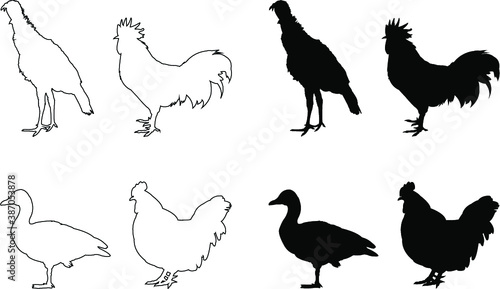 set of poultry animals