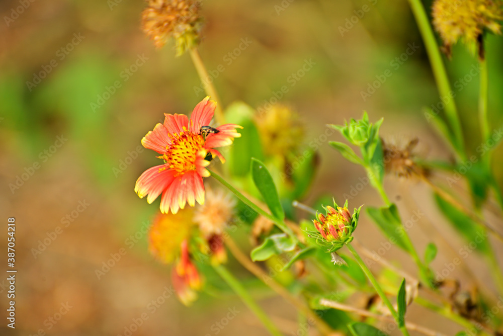 Close up of insects sucking honey from red flower in green plant Close up of insects sucking honey from red flower in green plant