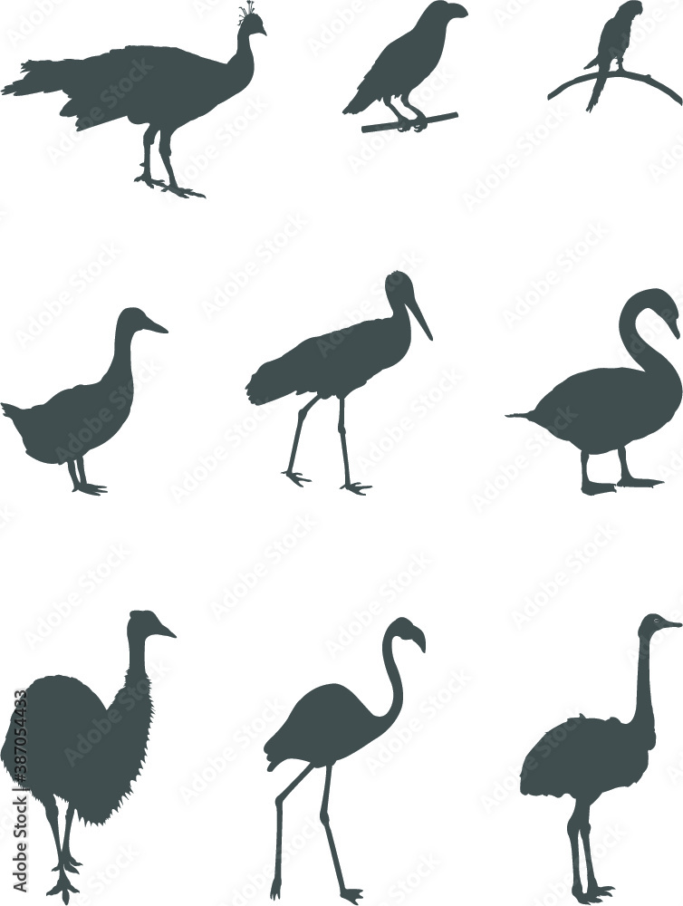 Obraz premium set of silhouettes of birds