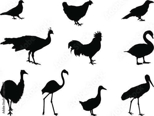 set of silhouettes of birds