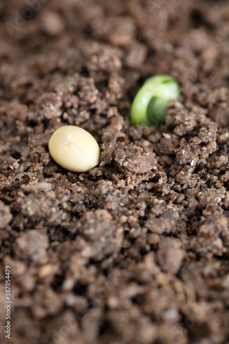 A close-up of sprouts and a soybean emerging from the soil
