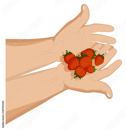 man holds ripe juicy strawberries in his palms. Summer fruits and vitamins. Sweet treat for children. Cartoon vector on white background
