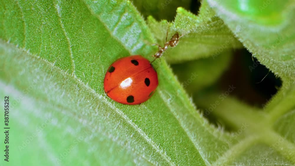 Red ant attacking a seven-spotted ladybug Red ant attacking a seven-spotted ladybug