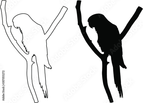 silhouette of a parrot