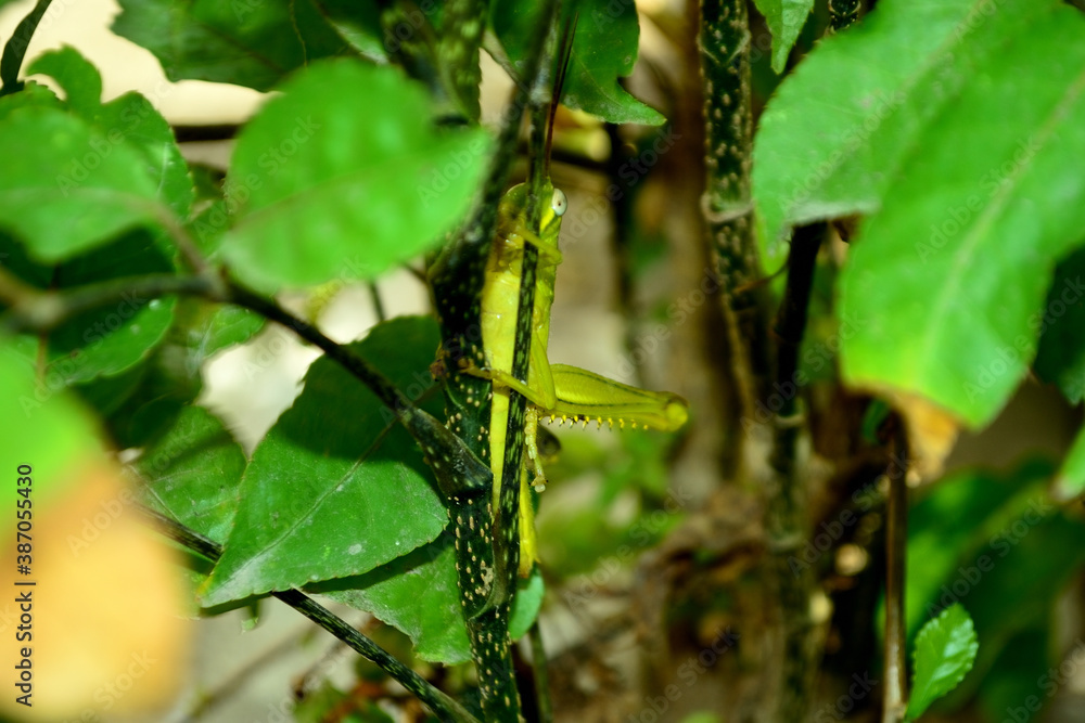 insect, the green grasshopper reading on the branch insect, the green grasshopper reading on the branch