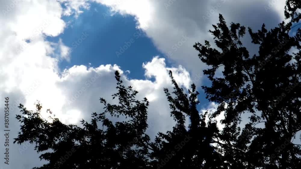 Silhouette of the overhead blowing branches of a Maple tree against the darkening skies of an approaching storm. Silhouette of the overhead blowing branches of a Maple tree against the darkening skies of an approaching storm.