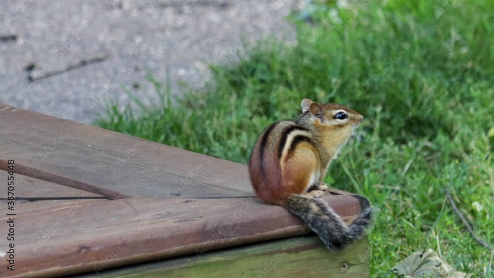 An Eastern Chipmunk is more cautious of its surroundings than foraging for food. Copy space on the left. An Eastern Chipmunk is more cautious of its surroundings than foraging for food. Copy space on the left.