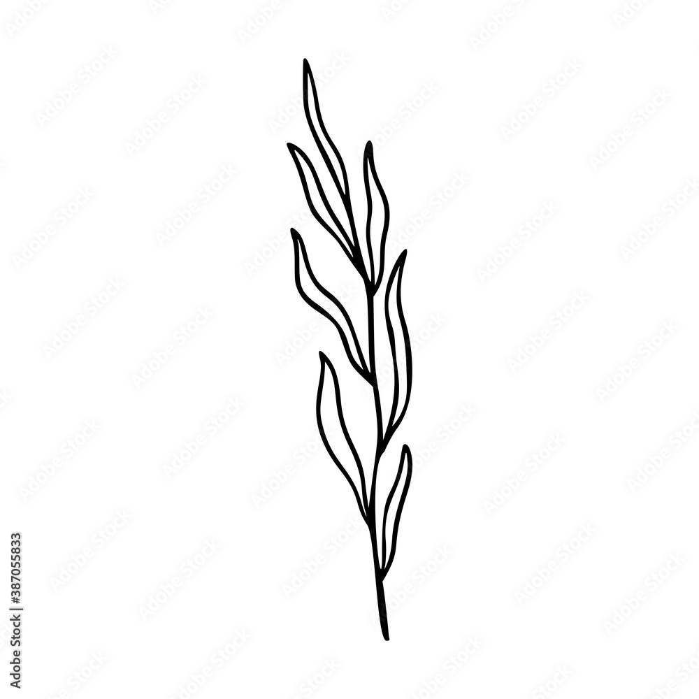 Fototapeta premium Olive branch outline hand drawn element. Herbs doodle botanical icon for logo. Vector illustration isolated on white background.