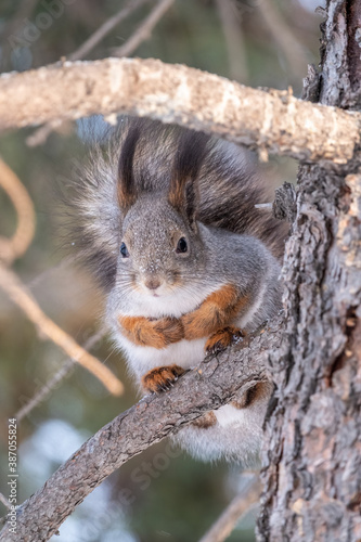 The squirrel sits on a fir branches in the winter or autumn