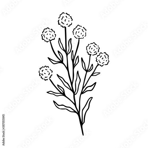 Craspedia outline hand drawn logo element. Herbs doodle botanical icon eryngo for logo. Vector illustration isolated on white background.