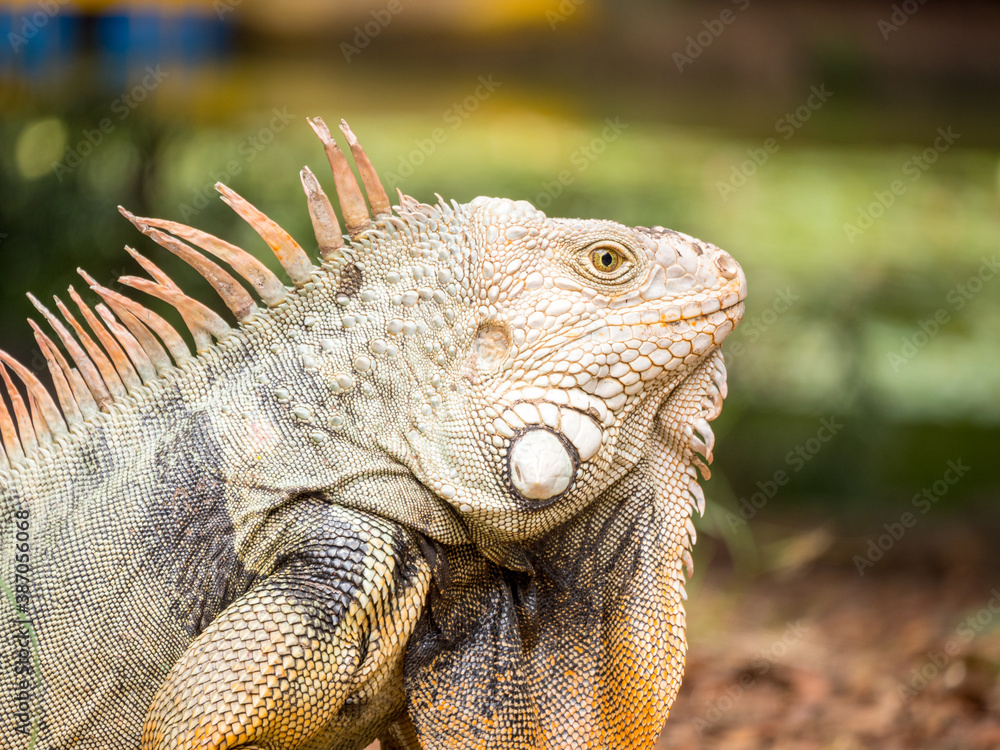 Green Iguana (Iguana Iguana) Large Herbivorous Lizard Staring on the Grass in Medellin, Antioquia / Colombia