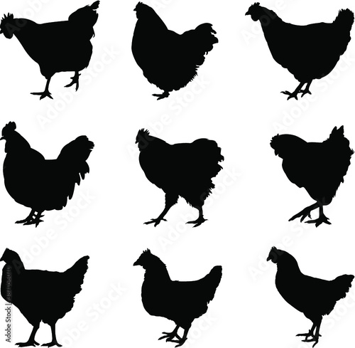 set of chicken silhouettes