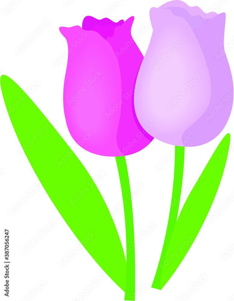 tulip flower tulip flower