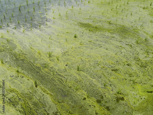 藻が発生した水田