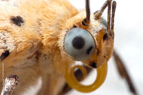 Fototapeta samoprzylepna Macro Photo of Eye of Little Yellow Butterfly Isolated on White Background