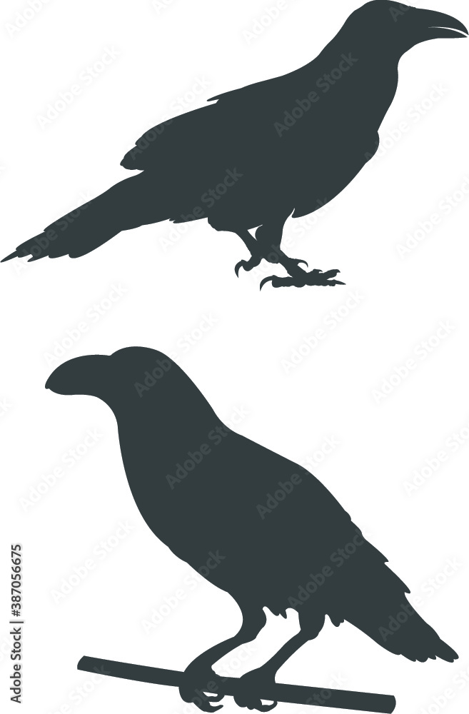 silhouette of a crow silhouette of a crow